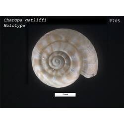 <em>Charopa gatliffi</em>, marine snail.  Holotype.  Registration no. F 705.