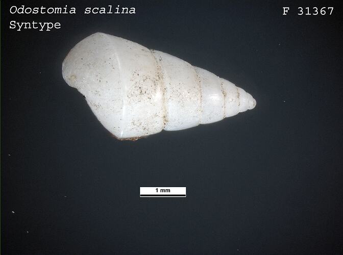 <em>Odostomia scalina</em>, marine snail.  Syntype.  R.F. Geale Collection.  Registration no. F 31367.