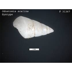 <em>Odostomia scalina</em>, marine snail.  Syntype.  R.F. Geale Collection.  Registration no. F 31367.