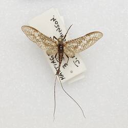 Our Wondrous Planet, Our Wild Family: Dry Specimen - Mayfly, <em>Atalophlebia</em> Eaton, 1881