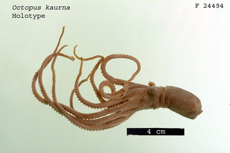 Octopus kaurna Stranks, 1990