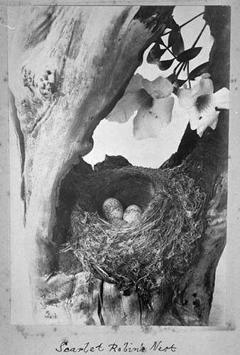 Scarlet Robin's Nest