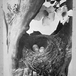 Photograph - Scarlet Breasted Robin's Nest, by A.J. Campbell, Victoria, circa 1895