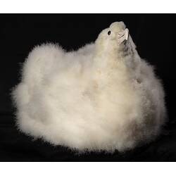 <em>Diomedea exulans</em>, Wandering Albatross. [60760]