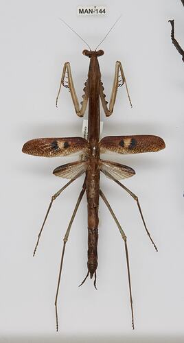 <em>Archimantis quinquelobata</em>, Five-spined Stick Mantis. [MAN 144]