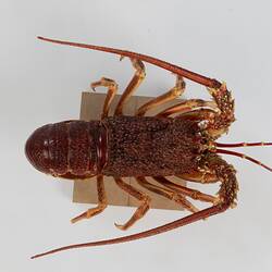 <em>Jasus edwardsii</em>, Southern Rock Lobster. [J 75632]