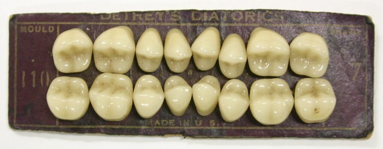 Set of artificial teeth (cuspids and molars)