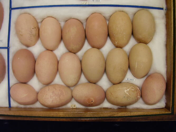 Detail of seventeen bird eggs with specimen label.