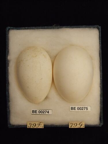 Two bird eggs with specimen labels in box.