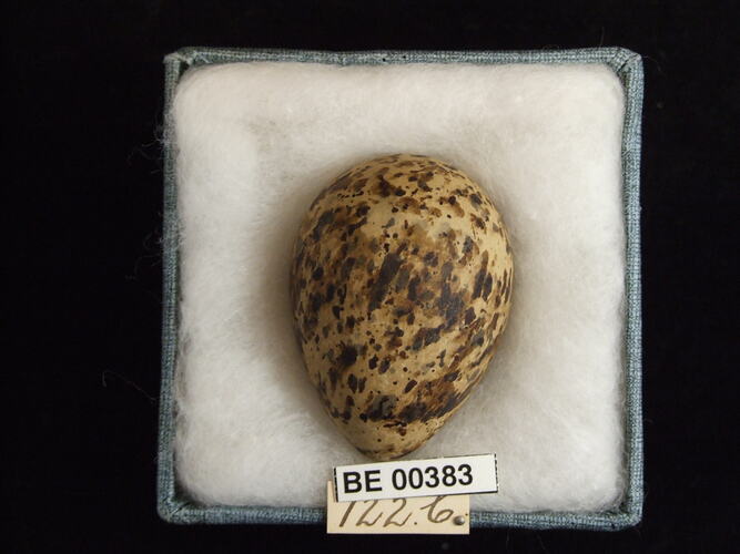 Bird egg with specimen labels in box.