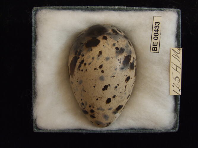 Bird egg with specimen labels in box.
