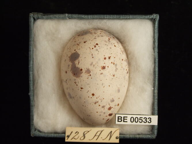Bird egg with specimen labels in box.