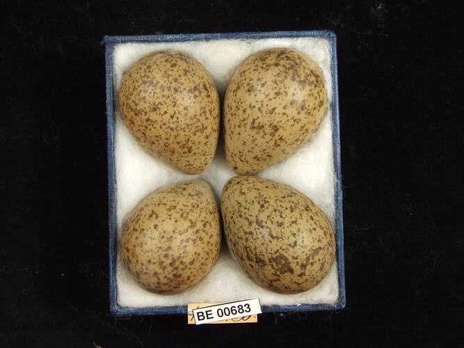 Four bird eggs with specimen labels in box.
