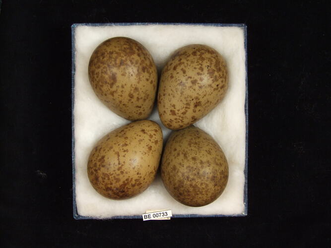 Four bird eggs with specimen labels in box.