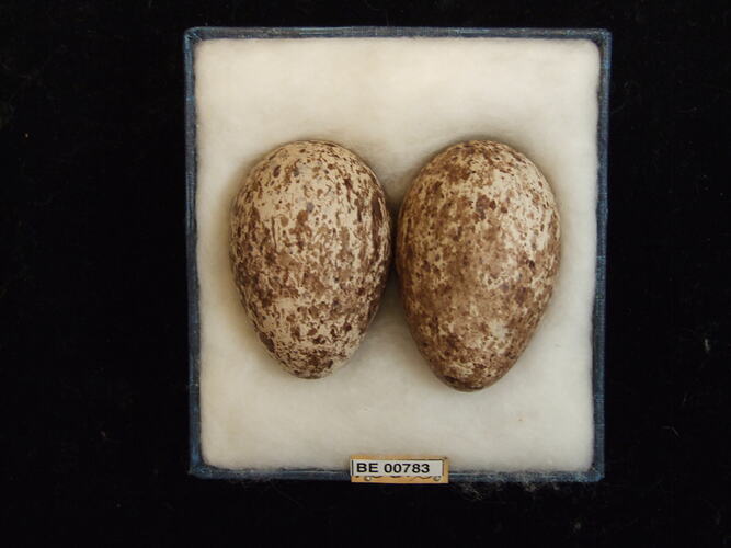 Two bird eggs with specimen labels in box.