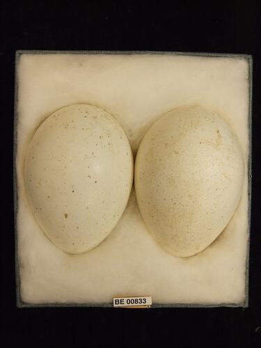 Two bird eggs with specimen labels in box.