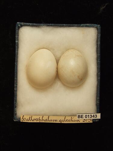 Two bird eggs with specimen labels in box.