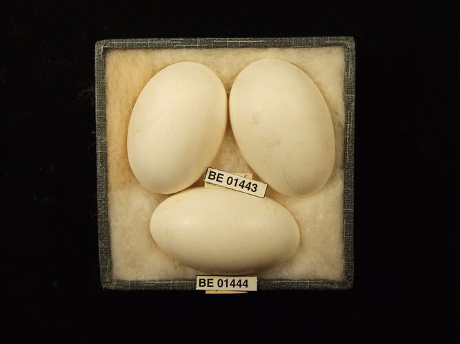 Three bird eggs with specimen labels in box.