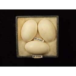 <em>Podargus papuensis</em>