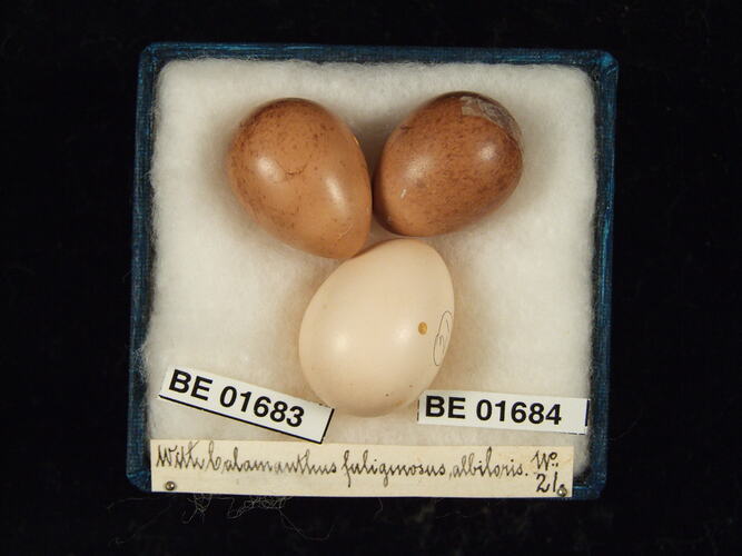 Three bird eggs with specimen labels in box.