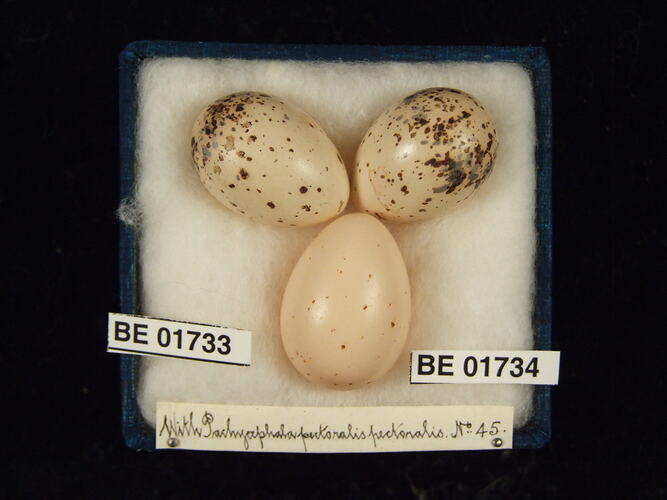 Three bird eggs with specimen labels in box.