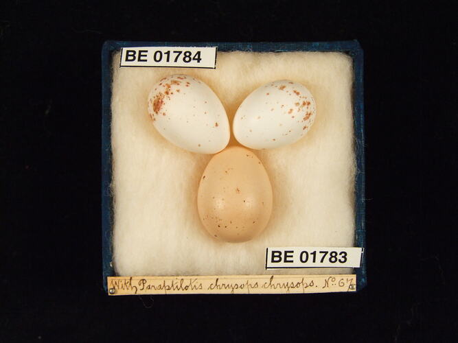 Three bird eggs with specimen labels in box.