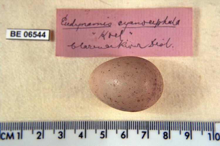Bird egg with specimen labels beside ruler.