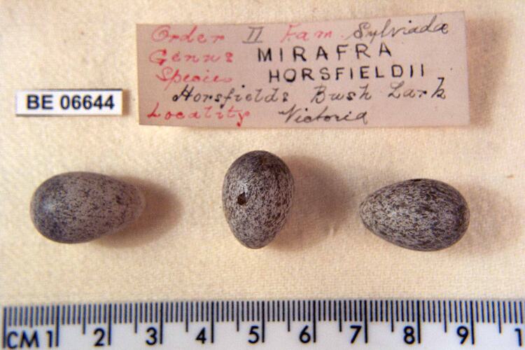 Three bird eggs with specimen labels beside ruler.