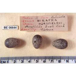 <em>Mirafra javanica horsfieldii</em>