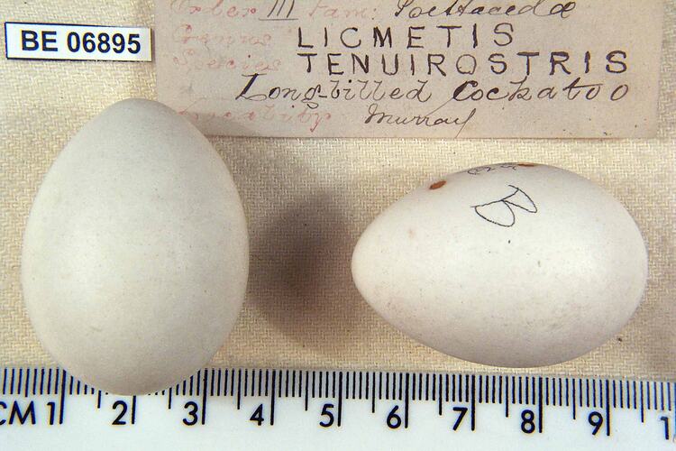 Two bird eggs with specimen labels beside ruler.