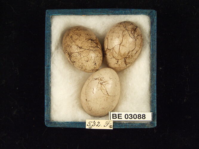 Three bird eggs in box with labels.