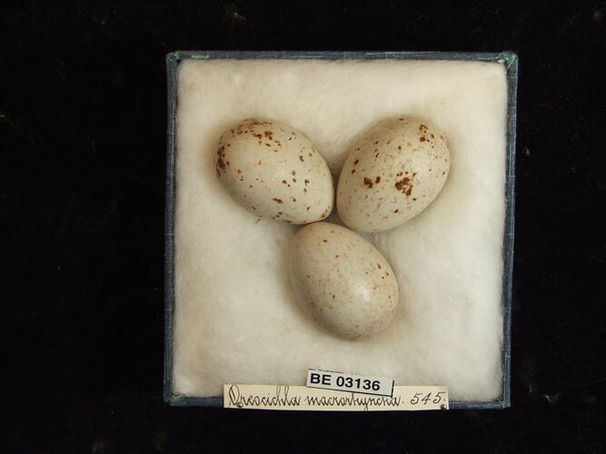 Three bird eggs in box with labels.