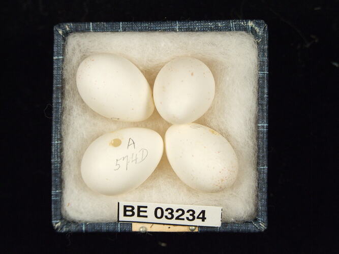 Four bird eggs in box with labels.