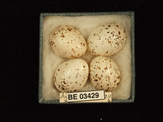 Four bird eggs in box with specimen labels.