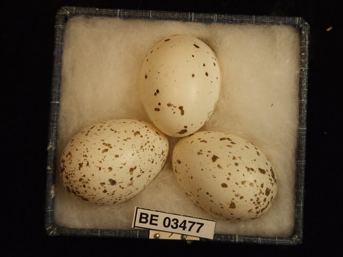 Three bird eggs in box with specimen labels.