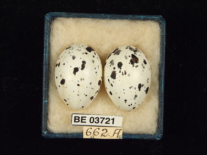 Two bird eggs in box with specimen labels.