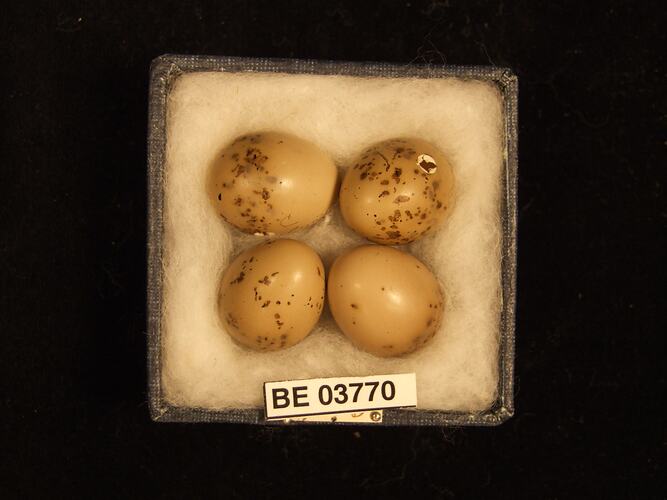Four bird eggs in box with specimen labels.