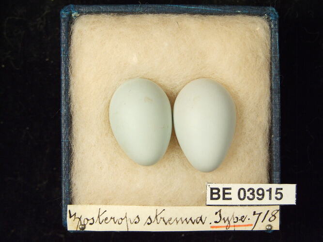 Two bird eggs in box with specimen labels.