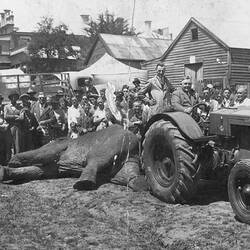 Digital Photograph - Holden Brothers Circus, Tractor attempting to Tow a Dead Elephant with Crowd Watching, Casterton, early 1940s