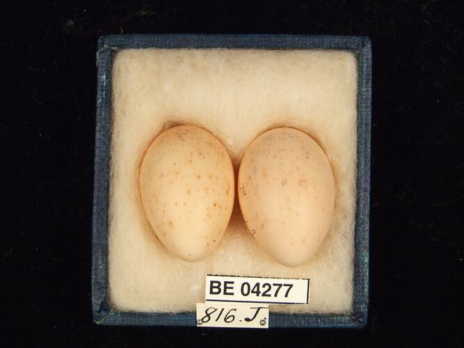 Two bird eggs in box with specimen labels.