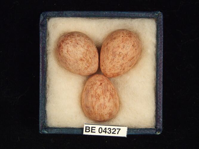 Three bird eggs in box with specimen label.