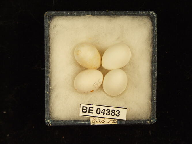 Four bird eggs in box with specimen labels.