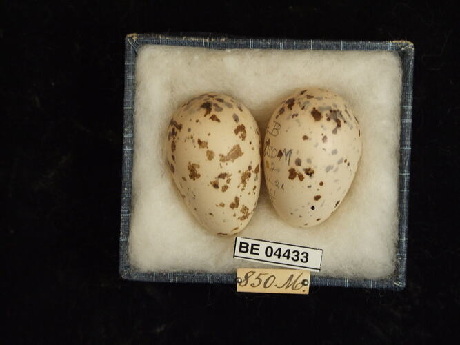 Two bird eggs in box with specimen labels.