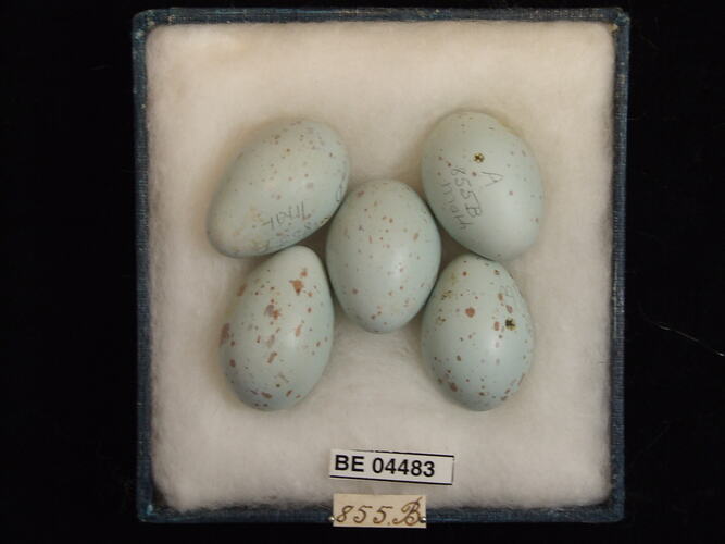 Five bird eggs with specimen labels in box.