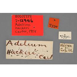 Entomology type specimen labels.