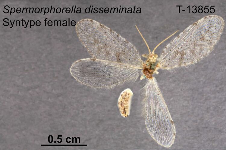 Lacewing specimen, female, dorsal view.