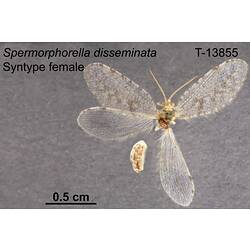 Lacewing specimen, female, dorsal view.