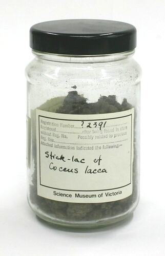 Lac - Stick Lac of Coccus Lacca