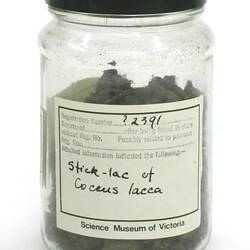 Stick Lac - Coccus lacca, India, 1880s