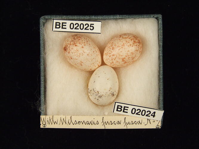 Three bird eggs with specimen labels in box.